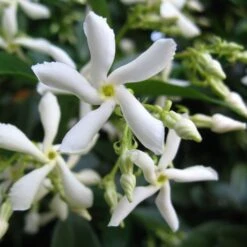 Trachelospermum Jasminoides 'Star Jasmine' Tripod Climber 120cm Tall (IT) -Plantern Pot Sales 5021768087930 2 e192d392 7a65 4b82 b30c 4daa1dd0ffc3