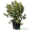 Viburnum Tinus 'Eve Price' Laurustinus Plant 60cm Tall (IT) -Plantern Pot Sales 5021768096277