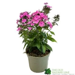 Phlox 'Sweet Summer Rose' 3Ltr Pot