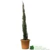 Cupressus Sempervirens 'Totem' Conifer 80cm Tall (IT) -Plantern Pot Sales 5021768116425 efad9836 0403 4193 922a 86d516d18e3a