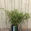 Fargesia Robusta 'Pingwu' Bamboo Plant 9 Ltr -Plantern Pot Sales 5021768116609 5e54cbec c42e 4503 a6c5 676294f59d3c