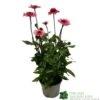 Echinacea 'Delicious Candy' 3Ltr Pot -Plantern Pot Sales 5021768118924