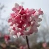 Viburnum Bodnantense 'Dawn' Plant 10Ltr -Plantern Pot Sales 5021768120446
