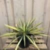 Yucca Filamentosa 'Colour Guard' Plant 3Ltr Pot -Plantern Pot Sales 5021768122853 5cec7533 d6ba 4957 8be1 0be63cec591f