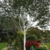 Betula 'Jacquemontii' White Birch Multistem 1.5m Tall (IT) 1 Betula 'Jacquemontii' White Birch Multistem 1.5m Tall (IT) -Plantern Pot Sales 5021768138939