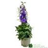 Delphinium Delgenius 'Breezin' 3Ltr Pot 2 Delphinium Delgenius 'Breezin' 3Ltr Pot -Plantern Pot Sales 5021768141939
