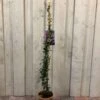 Trachelospermum Asiaticum 'Pink Showers' Climber 1m Tall (IT) -Plantern Pot Sales 5021768148280 6df0581f e8cb 43c2 bb59 191ddfd9f110