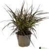Pennisetum 'Chelsea' 2Ltr Pot -Plantern Pot Sales 5021768150221