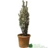 Euonymus Japonicus 'White Spire' Plant 40cm Tall (IT) -Plantern Pot Sales 5021768150252 7a90bfca c7eb 49df b0b4 e4230352698d