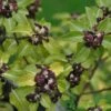 Pittosporum 'Tenuifolium' 3Ltr Pot -Plantern Pot Sales 5021768155035