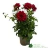 Dahlia 'RedFubuki' 3Ltr Pot -Plantern Pot Sales 5021768161470