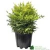 Nandina Domestica 'Magical Lemon & Lime' Heavenly Bamboo 30cm Tall (IT) -Plantern Pot Sales 5021768162774 5159f017 bc44 4639 ac40 2aa4e7a555e4