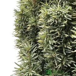 Taxus Baccata 'David' Yew Tree 1m Tall (IT) -Plantern Pot Sales 5021768163283 2