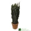 Taxus Baccata 'David' Yew Tree 1m Tall (IT) -Plantern Pot Sales 5021768163283 7853f078 4ac1 467f be04 4447e62db6d0