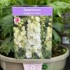 Delphinium 'Delgenius Neva' 3Ltr Pot 1 Delphinium 'Delgenius Neva' 3Ltr Pot -Plantern Pot Sales 5021768164310