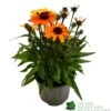 Echinacea 'Sunseekers Clementine' 3Ltr Pot -Plantern Pot Sales 5021768164761