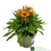 Echinacea 'Prima Saffron' 3Ltr Pot -Plantern Pot Sales 5021768165874
