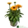 Echinacea 'Sunseekers Mineola' 3Ltr Pot -Plantern Pot Sales 5021768177716
