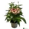 Echinacea 'Pollynation Orange Red' 3Ltr Pot -Plantern Pot Sales 5021768178706