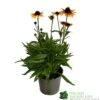 Echnacea 'Parrot' 3Ltr Pot -Plantern Pot Sales 5021768183823