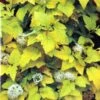 Physocarpus Opulifolius 'Angel Gold' Ninebark Plant 3Ltr Pot -Plantern Pot Sales 5023242188591 2