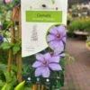 Clematis 'Bernadine' Climber 3Ltr Pot -Plantern Pot Sales 5025338000046