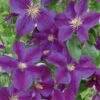 Clematis 'Star Of India' Climber 3 Ltr Pot -Plantern Pot Sales 5025338001418