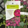Clematis Viticella 'Royal Velours' Climber 3Ltr Pot -Plantern Pot Sales 5025338001623