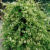 Honeysuckle 'Halls Prolific' Lonicera Japonica Climber 3Ltr Pot -Plantern Pot Sales 5025338002200