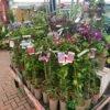 Clematis 'Summer Hybrids' Mixed Variety 2Ltr Pot -Plantern Pot Sales 5025338003023