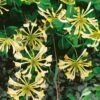 Honeysuckle 'Graham Thomas' Lonicera Japonica Climber 3Ltr Pot -Plantern Pot Sales 5025338003153