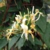 Lonicera Similis Var. Delavayi Honeysuckle 3 Ltr Pot -Plantern Pot Sales 5025338004556