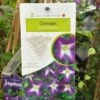 Clematis 'Little Bas' Climber 3Ltr Pot -Plantern Pot Sales 5025338005324
