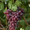 Grape 'Crimson Seedless' 3Ltr Pot -Plantern Pot Sales 5025338005676