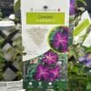 Clematis 'Night Veil' Climber 3Ltr Pot 2 Clematis 'Night Veil' Climber 3Ltr Pot -Plantern Pot Sales 5025338009056
