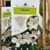 Clematis 'Prince George' Climber 3Ltr Pot -Plantern Pot Sales 5025338009568