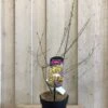Chimonanthus Praecox 'Wintersweet' Plant 3Ltr Pot (NL) -Plantern Pot Sales 5026429421832