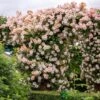 David Austin 'Phyllis Bide'Apricot Pink Rambling Rose 6Ltr Pot -Plantern Pot Sales 5031825004060