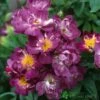 David Austin 'Veilchenblau' Rambling Rose6Ltr Pot -Plantern Pot Sales 5031825006125 b4868627 6d87 4fc5 998d ac91250284d6