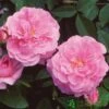 David Austin 'The Mayflower' Pink English Rose 6Ltr Pot -Plantern Pot Sales 5031825012904