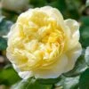 David Austin 'Charles Darwin' Yellow English Rose 6Ltr Pot -Plantern Pot Sales 5031825015936 7f780bb1 f165 4e53 8a34 bdcaafd66cd6
