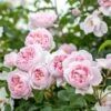 David Austin 'Wildeve' Light Pink English Shrub Rose6Ltr Pot -Plantern Pot Sales 5031825015943 5027c6ed 77ab 4c58 870e cf05bf0bb449