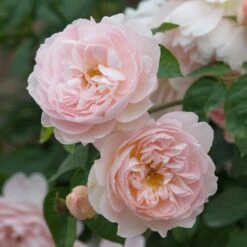 David Austin 'Gentle Hermione' Pink English Rose 6Ltr Pot -Plantern Pot Sales 5031825016971 3