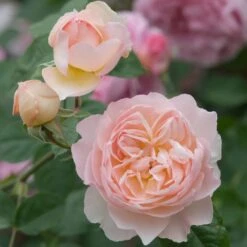 David Austin 'Gentle Hermione' Pink English Rose 6Ltr Pot -Plantern Pot Sales 5031825016971 4