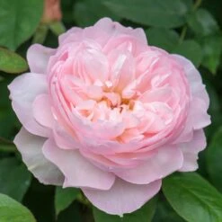 David Austin 'Gentle Hermione' Pink English Rose 6Ltr Pot -Plantern Pot Sales 5031825016971 5