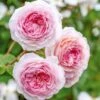 David Austin 'James Galway' Light Pink English Climbing Rose 6Ltr Pot -Plantern Pot Sales 5031825017275