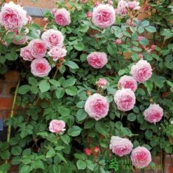 David Austin 'James Galway' Light Pink English Climbing Rose 6Ltr Pot -Plantern Pot Sales 5031825017275 2