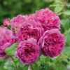 David Austin 'Young Lycidas' Pink English Shrub Rose 6Ltr Pot -Plantern Pot Sales 5031825018999 47e89bfb ab58 498b ab1e dddf66db11d8