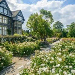 Plantern Pot Sales -Plantern Pot Sales 5031825019668 2