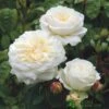 David Austin 'Tranquillity' White English Rose 6Ltr Pot -Plantern Pot Sales 5031825020718 f0d9bda7 7c69 46e3 8a7f 46dcbd603ba0